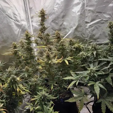RQS Northern Light Auto Juni 2025