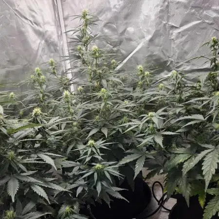 RQS Northern Light Auto Juni 2025