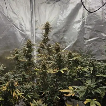 RQS Northern Light Auto Juni 2025