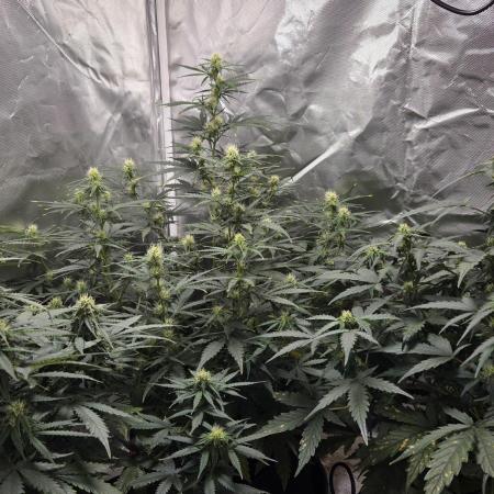 RQS Northern Light Auto Juni 2025