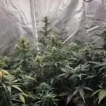 RQS Northern Light Auto Juni 2025
