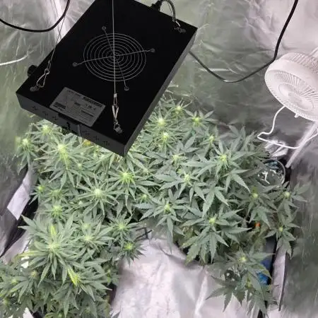 RQS Northern Light Auto Juni 2025