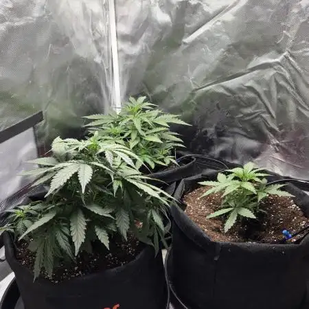 RQS Northern Light Auto Juni 2025