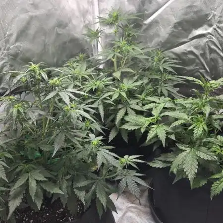 RQS Northern Light Auto Juni 2025