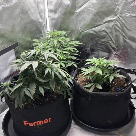 RQS Northern Light Auto Juni 2025