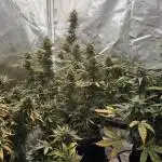 RQS Northern Light Auto Juni 2025