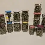 RQS Northern Light Auto Sep. 2024