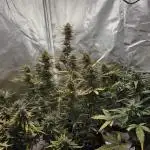 RQS Northern Light Auto Juni 2025