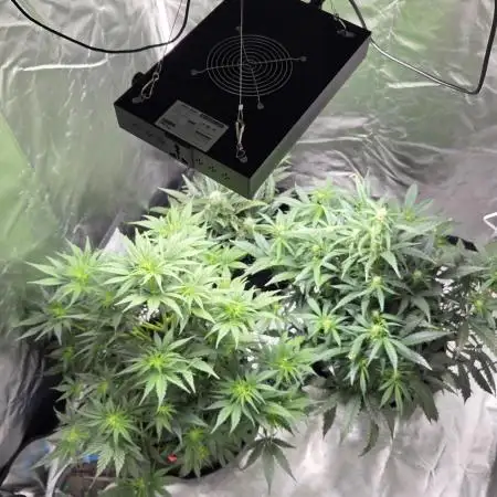 RQS Royal Gorilla Auto und Northern Light Auto April 25