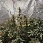 RQS Northern Light Auto Juni 2025