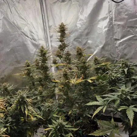 RQS Northern Light Auto Juni 2025