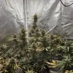 RQS Northern Light Auto Juni 2025