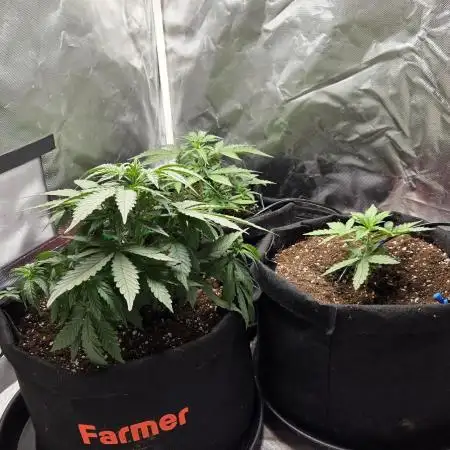 RQS Northern Light Auto Juni 2025