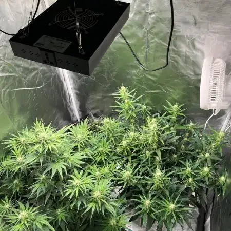 RQS Royal Gorilla Auto und Northern Light Auto April 25