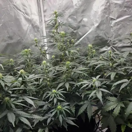 RQS Northern Light Auto Juni 2025