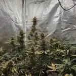 RQS Northern Light Auto Juni 2025