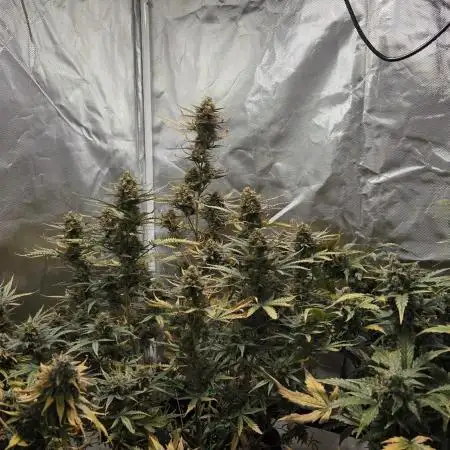 RQS Northern Light Auto Juni 2025