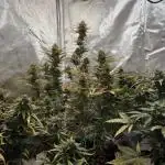 RQS Northern Light Auto Juni 2025
