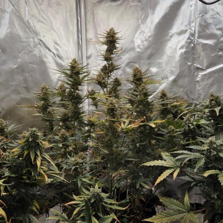 RQS Northern Light Auto Juni 2025