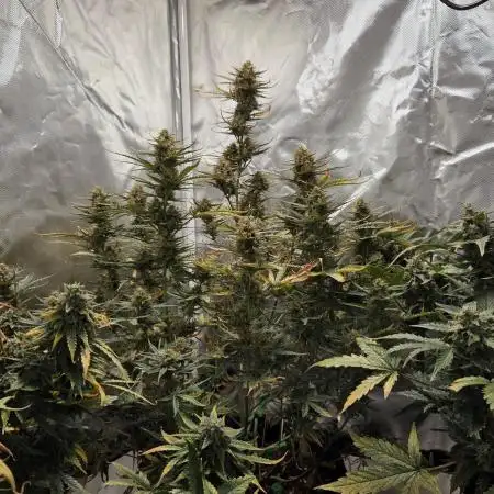 RQS Northern Light Auto Juni 2025