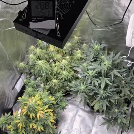 RQS Northern Light Auto Juni 2025