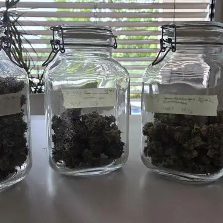 RQS Royal Gorilla Auto und Northern Light Auto April 25