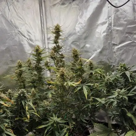 RQS Northern Light Auto Juni 2025