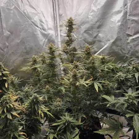 RQS Northern Light Auto Juni 2025