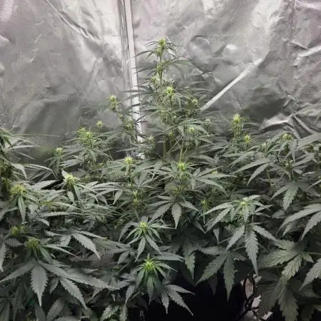 RQS Northern Light Auto Juni 2025