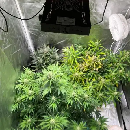 RQS Royal Gorilla Auto und Northern Light Auto April 25