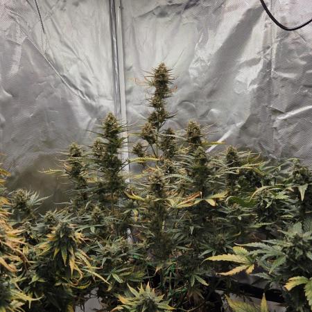 RQS Northern Light Auto Juni 2025