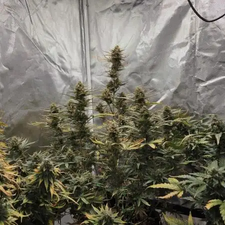 RQS Northern Light Auto Juni 2025