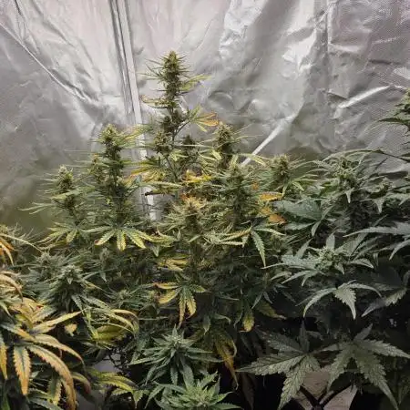 RQS Northern Light Auto Juni 2025