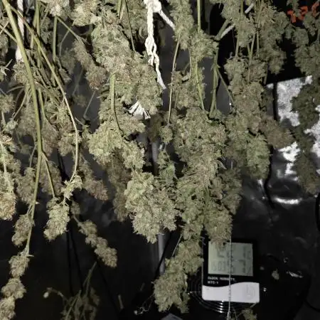 RQS Northern Light Auto Juni 2025