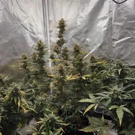 RQS Northern Light Auto Juni 2025