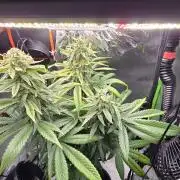 🌈 Black Rainbow Unleashed