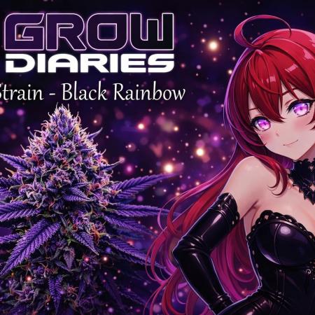 🌈 Black Rainbow Unleashed