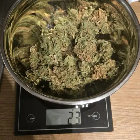 Royal Highness: The Rise of Jack👑🌿