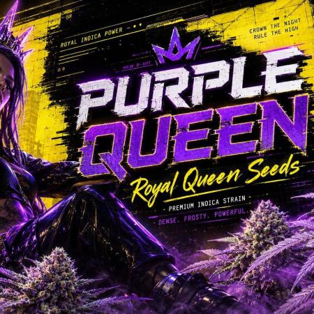 Purple Queen's Royal Rush