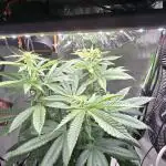 🌈 Black Rainbow Unleashed