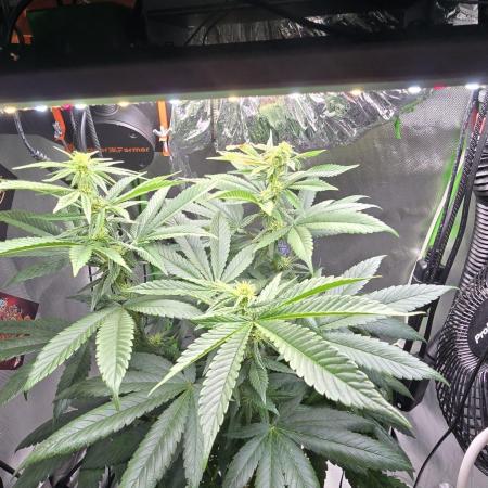 🌈 Black Rainbow Unleashed