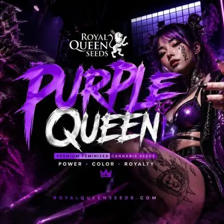 Purple Queen's Royal Rush