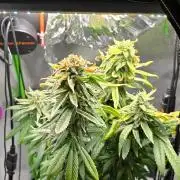 🌈 Black Rainbow Unleashed