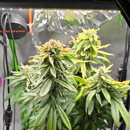 🌈 Black Rainbow Unleashed