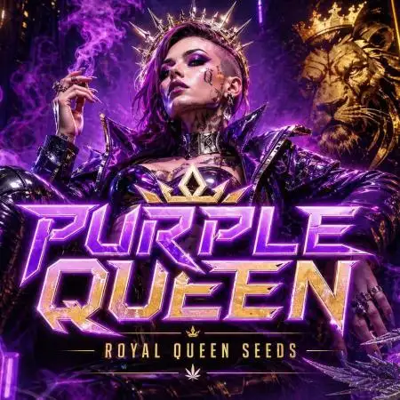 Purple Queen's Royal Rush