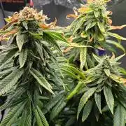 🌈 Black Rainbow Unleashed