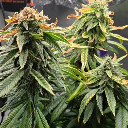 🌈 Black Rainbow Unleashed