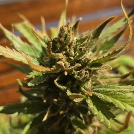 Royal Highness: The Rise of Jack👑🌿
