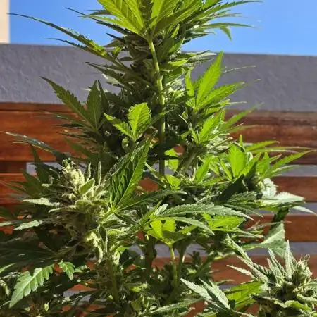 Royal Highness: The Rise of Jack👑🌿