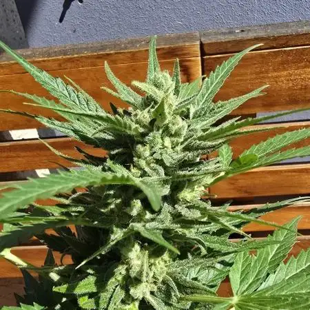 Royal Highness: The Rise of Jack👑🌿